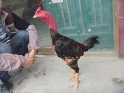 国产插鸡视频,揭秘国产动画的创意与魅力