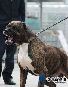 国产恶犬在线看视频,狂暴犬类生存挑战大揭秘