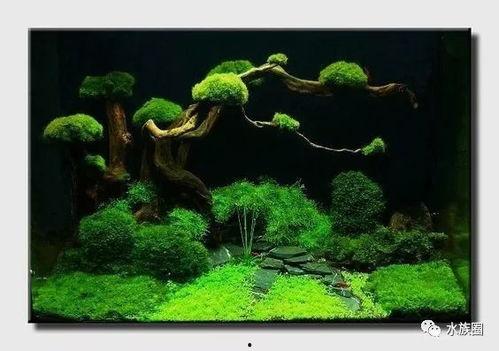 国产树蜥造景视频大全集,自然之美，匠心独运