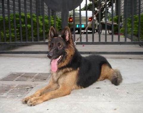 德牧国产大帅哥视频