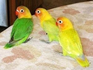 牡丹鹦鹉国产粮怎么喂视频,视频教程详解