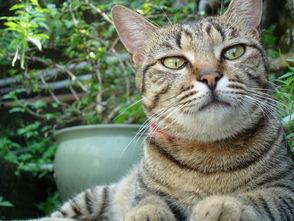 国产区老猫视频,揭秘热门内容背后的创作魅力