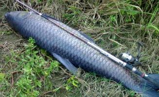 青鱼视频 国产视频,青鱼视频带你领略本土影视魅力